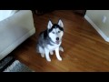 Mishka the Husky loves to Twist