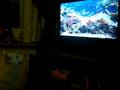 videos de De vogelkooi