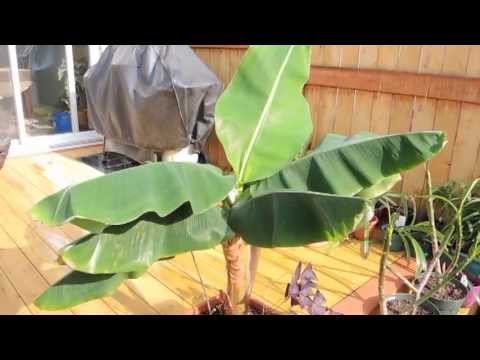 how to transplant banana plants