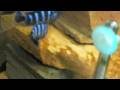 Demasoni Cichlids breeding Demasoni Cichlids breeding