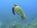 Scuba Music Video Scuba Music Video