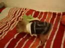 dumplin\