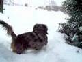 Doxies in the snow
