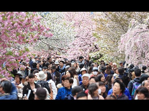 春の訪れを告げる｢桜の通り抜け｣＝初日から多くの見物客－造幣局