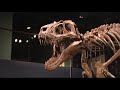 The Terrible Teens of T. Rex