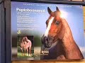 Cutting Horse - PEPTOBOONSMAL SELLS TO JACKSON LAND & CATTLE