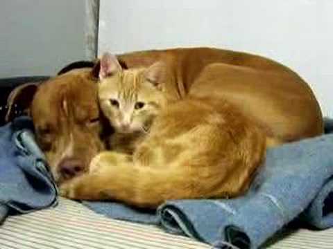 Levi the pitbull and Diesel the ...