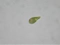 Euglena