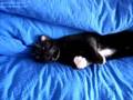 videos de Kater schläft auf dem Rücken