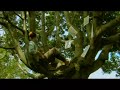 Tree in the Forest - Thumb #1