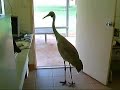 Brolga visits clinic