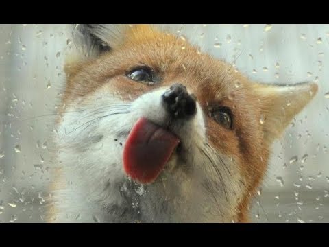 how to locate nsf file