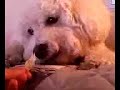 Bichon Frise Eating Matzah Bichon Frise Eating Matzah