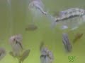 http://www.indran71.co.uk/home/fish.html