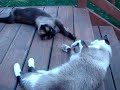 Henry and Janus Play Paddy Cakes