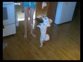 dog skills