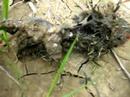Decomposer 2. Decomposer 2.
