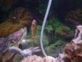 videos de Vicious Red Ear Slider Eats Goldfish Shreds It