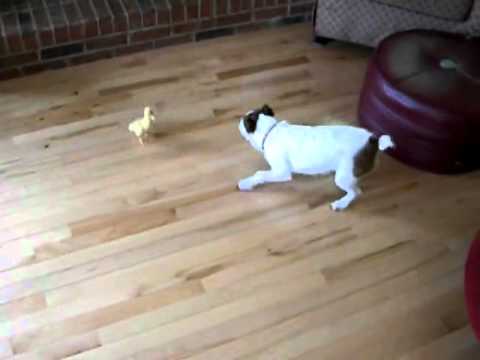 pup - http://www.facebook.com/lifewithdogs If word of this gets out at the dog park someone's ego is going to be bruised...