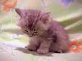 Kucing kiut yang mengantuk