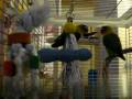videos de My Lovebirds