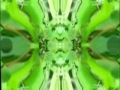 Kaleidoscopio,Planta y Acuario