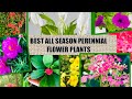 The Best 25 Best Plants For Planters All Year Round