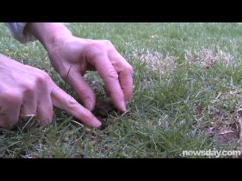 how to fertilize grass naturally