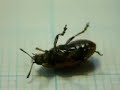 ヤナギハムシの奮闘 Willow Leaf Beetle On Roundabout