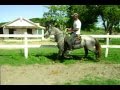 Orfeu junior. - A VENDA