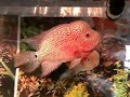 7" THAI KAMALAU - www.aquaticwonderland.com