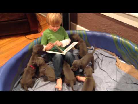 Rheece Reads to the Puppies