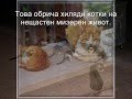 homeless cats in Bulgaria