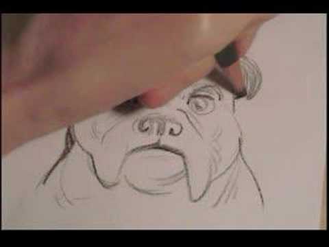 bull dog