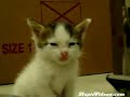 [Video]