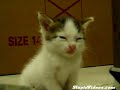 [Video]