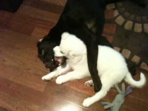 Polish Tatra Sheepdog puppy attacking our big labrador retriever