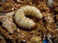 ??????????????????stag beetle grub ??????????????????stag beetle grub