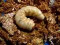 クワガタ(国産オオクワガタ)の幼虫 stag beetle grub