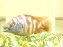 haplochromis haplochromis