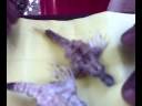 Dragon fish Dragon fish