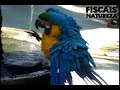 A Dança da Arara tomando banho