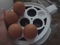 Henrietta Hen!