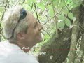 Finding the ghost orchid