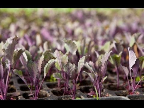 how to transplant cabbage