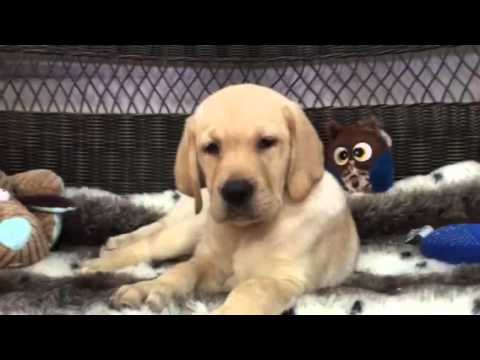 Playful female yellow Lab