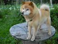 Simba dog, Finniz spitz