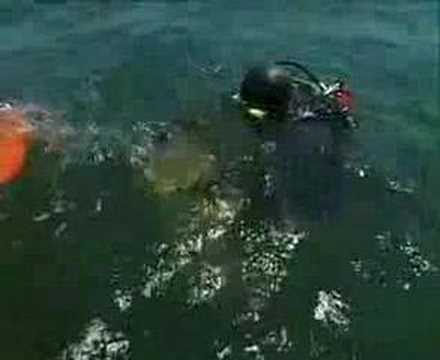 Investigating Ocean Pollution