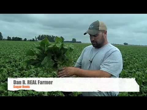 how to grow sugar beets
