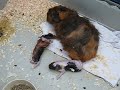 Charlotte the Guinea Pig Gives Birth